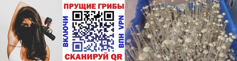 Купить Елизово Галлюциногенные грибы Cubensis